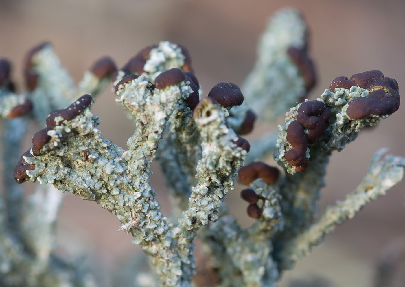 Image of Cladonia cariosa specimen.