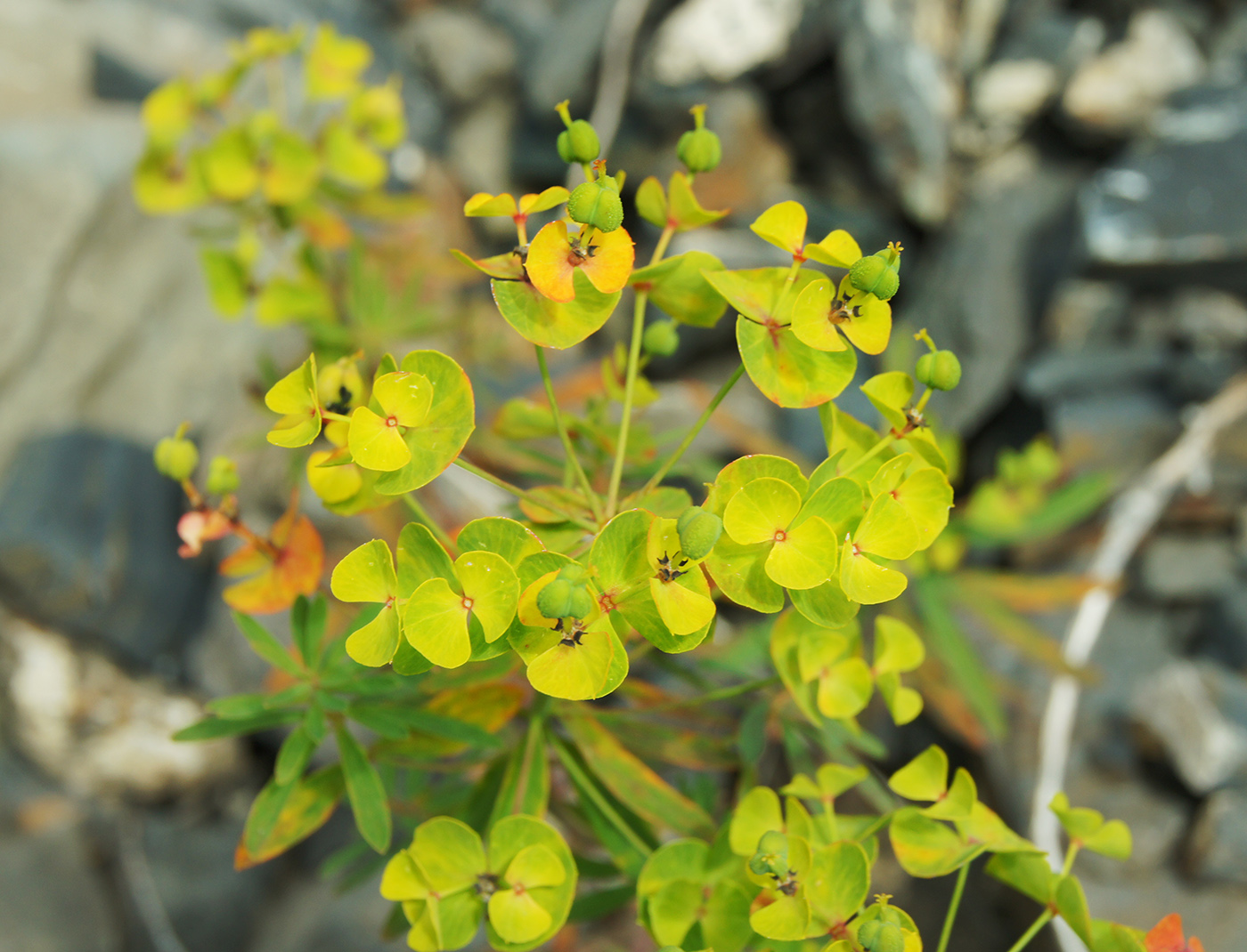 Image of Euphorbia borealis specimen.