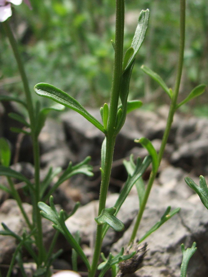 Изображение особи Iberis simplex.