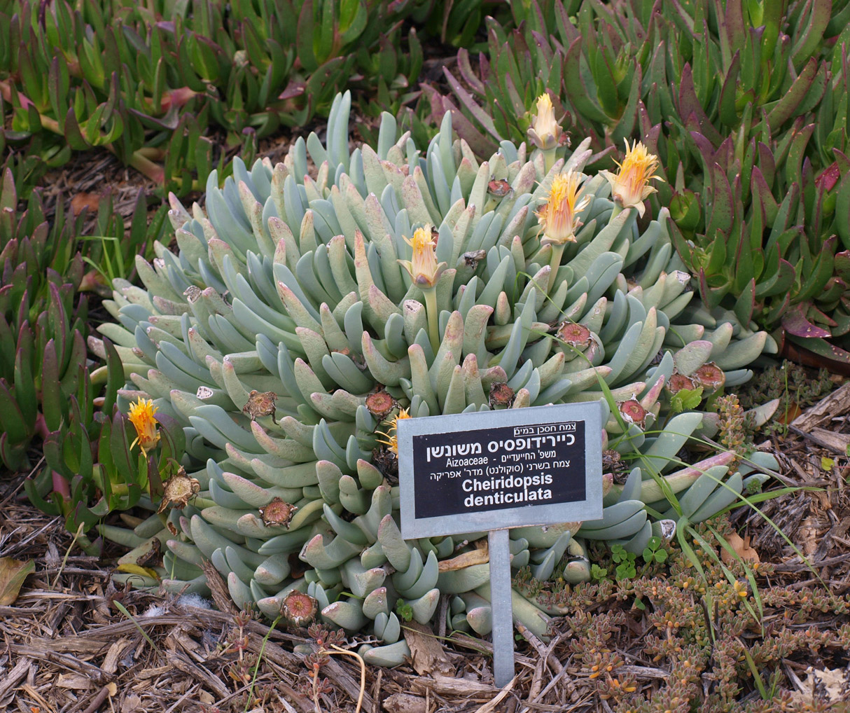 Image of Cheiridopsis denticulata specimen.