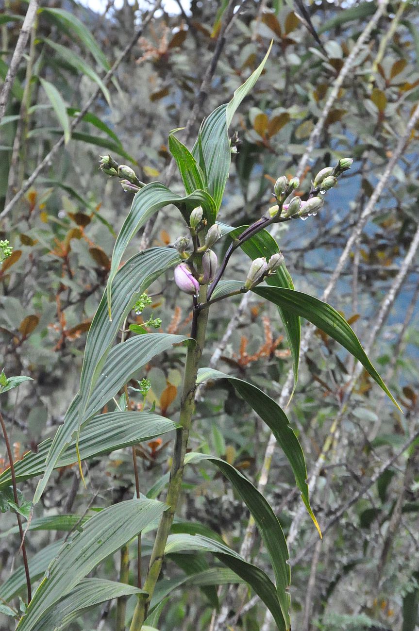 Image of Sobralia dichotoma specimen.