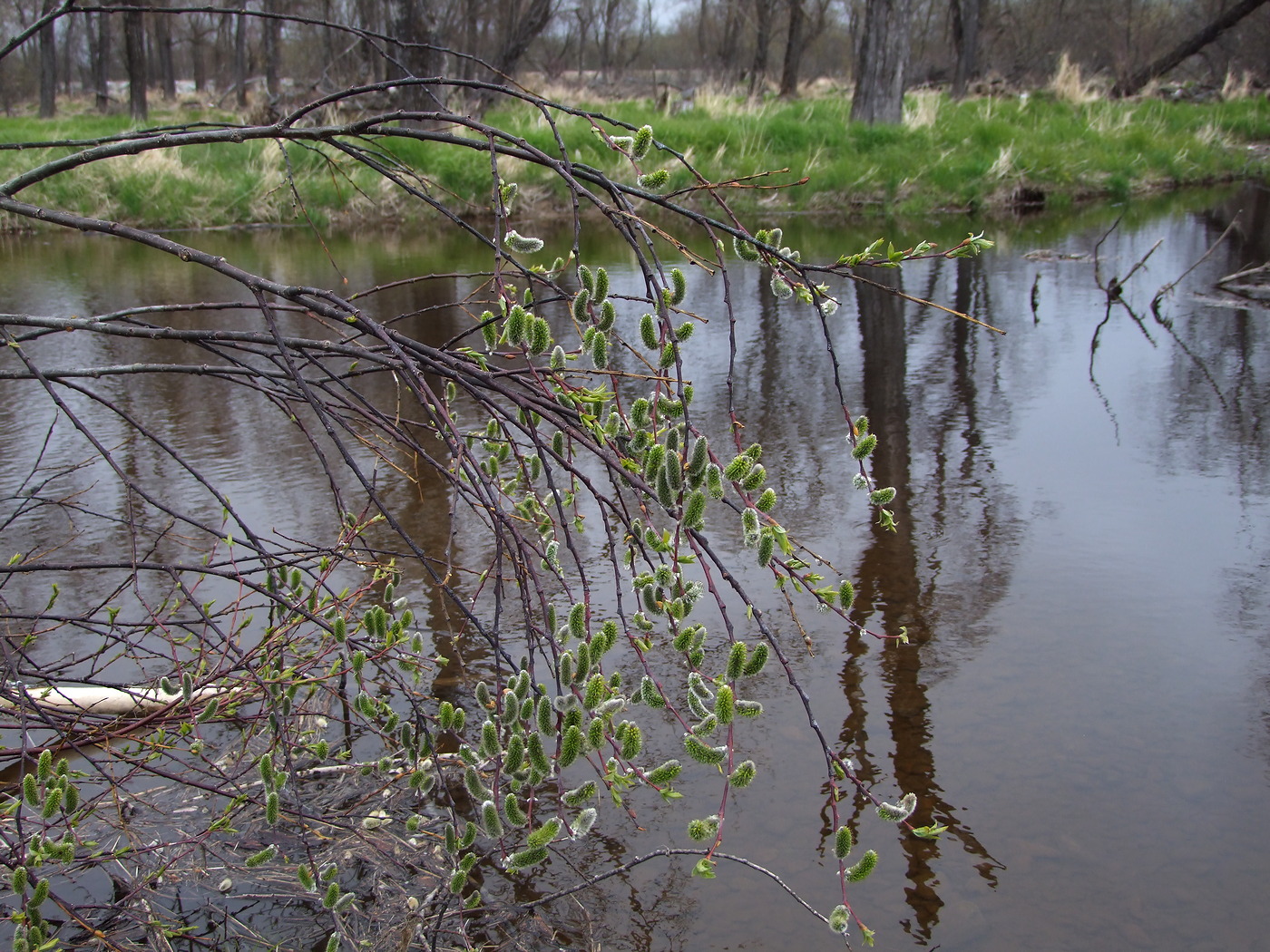 Image of Salix rorida specimen.