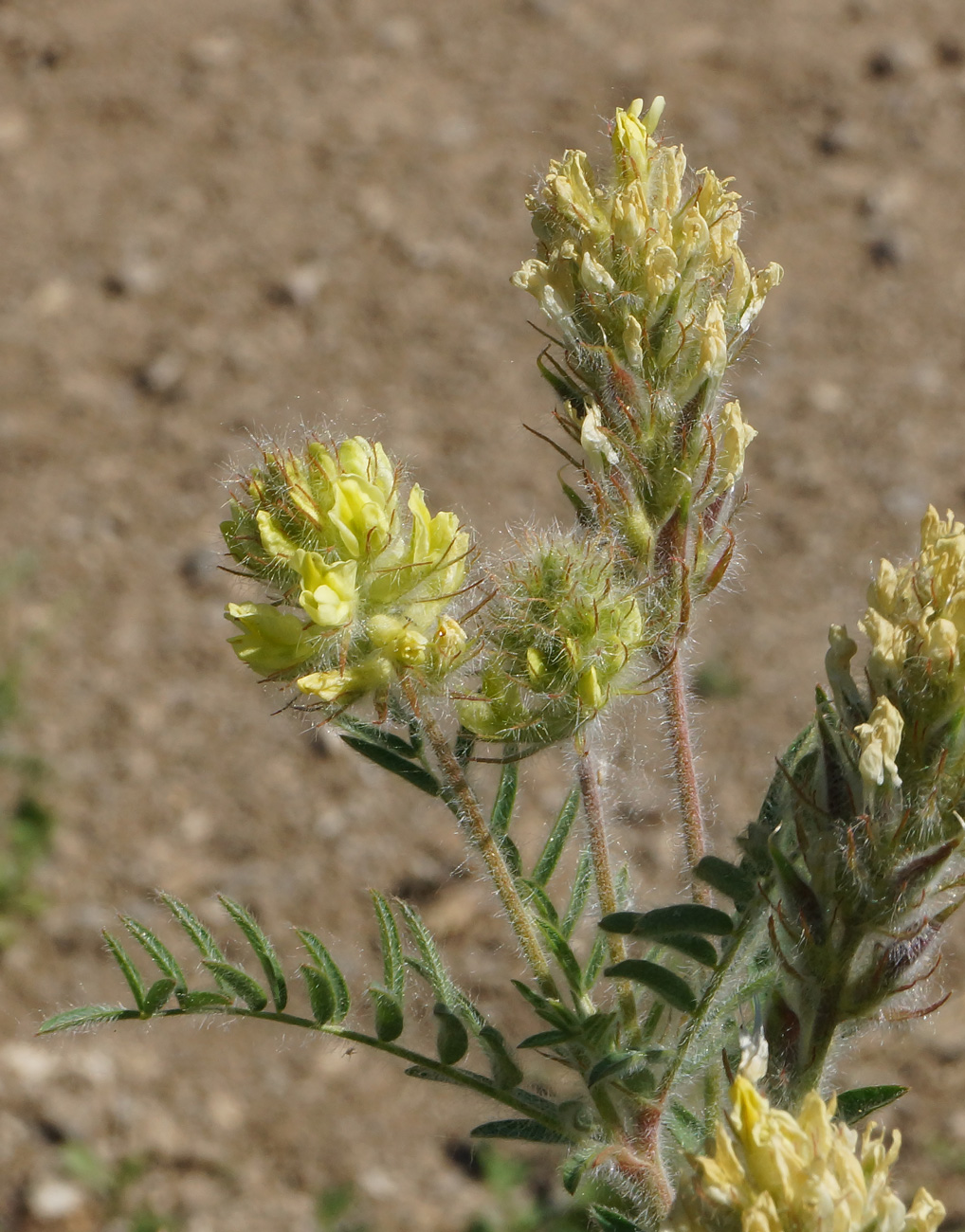 Image of Oxytropis pilosa specimen.