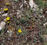 Potentilla crantzii. Цветущее растение. Северная Осетия, Алагирское ущелье, окр. пос. Ниж. Унал, засушливая котловина, 950 м н.у.м. 07.05.2010.