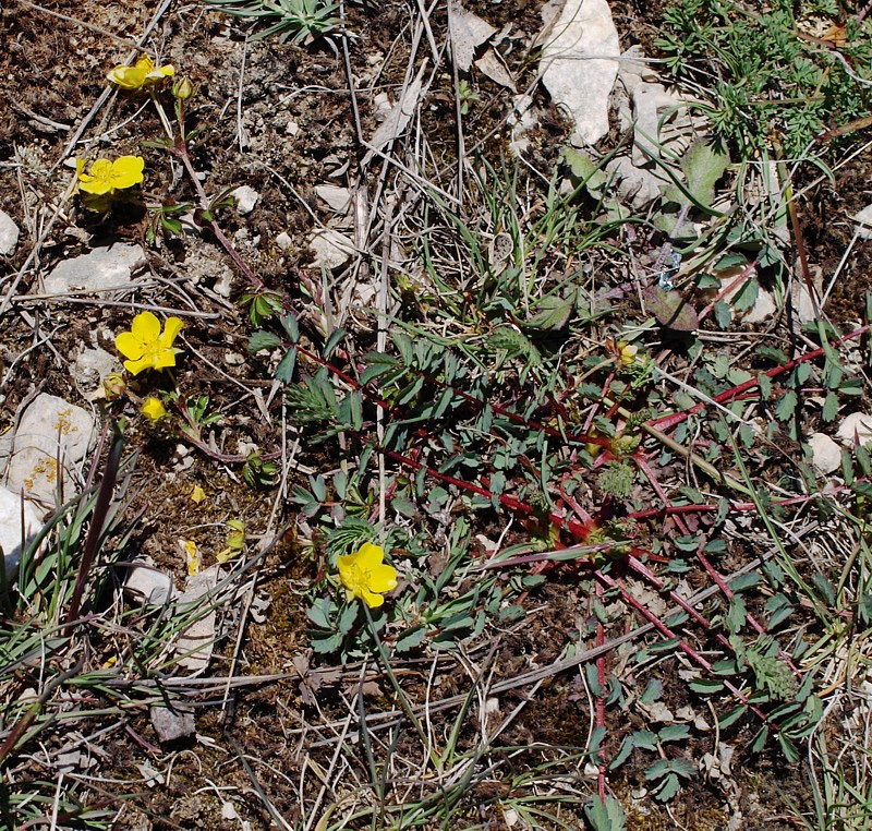 Image of Potentilla crantzii specimen.