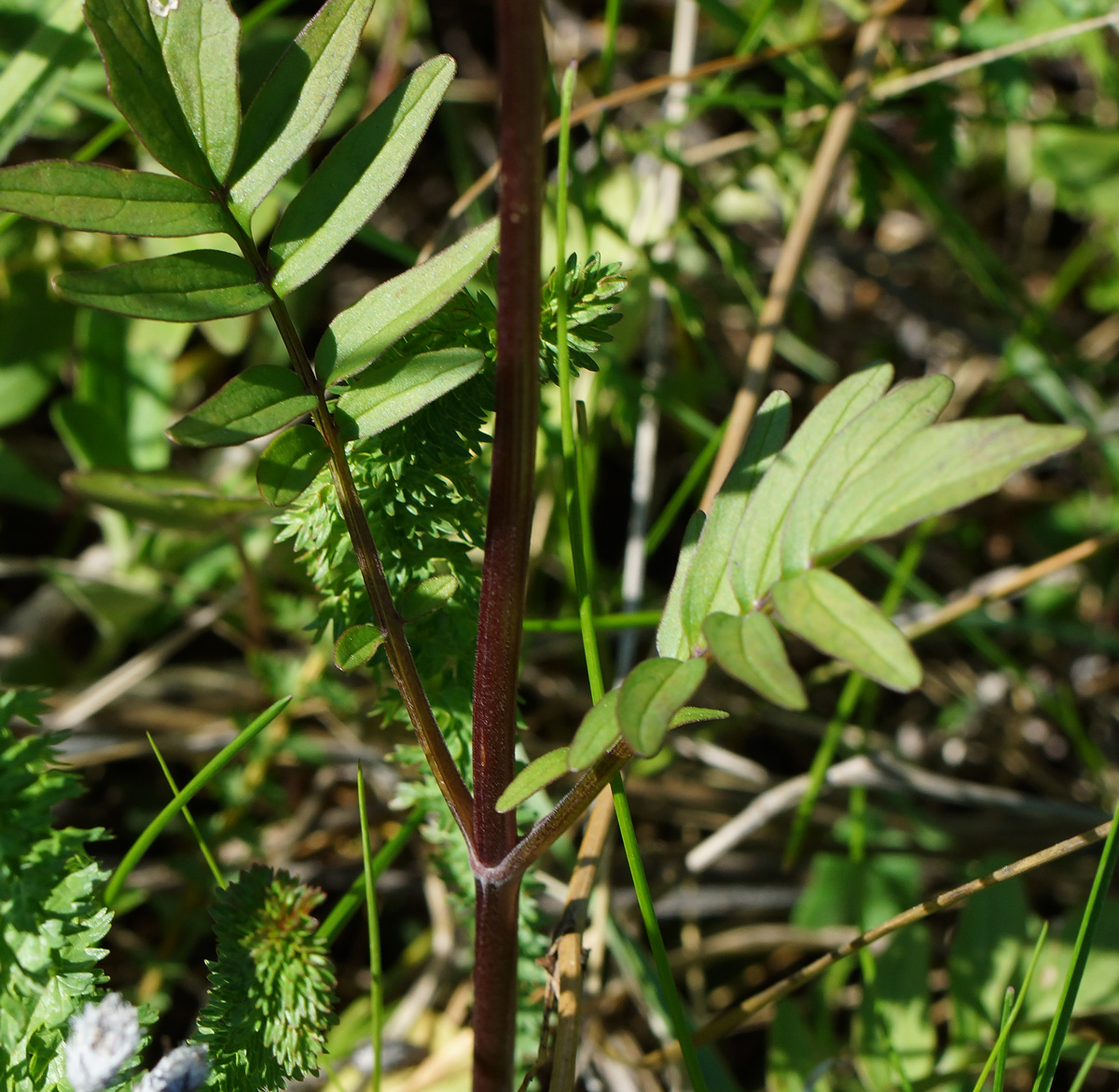 Image of Valeriana dubia specimen.