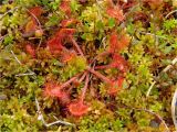 Drosera rotundifolia. Розетка листьев. Украина, Ивано-Франковская обл., Долинский р-н, Старомизунский сельский совет, окр. села Новый Мизунь, болото \"Щырковец\". 07.07.2018.