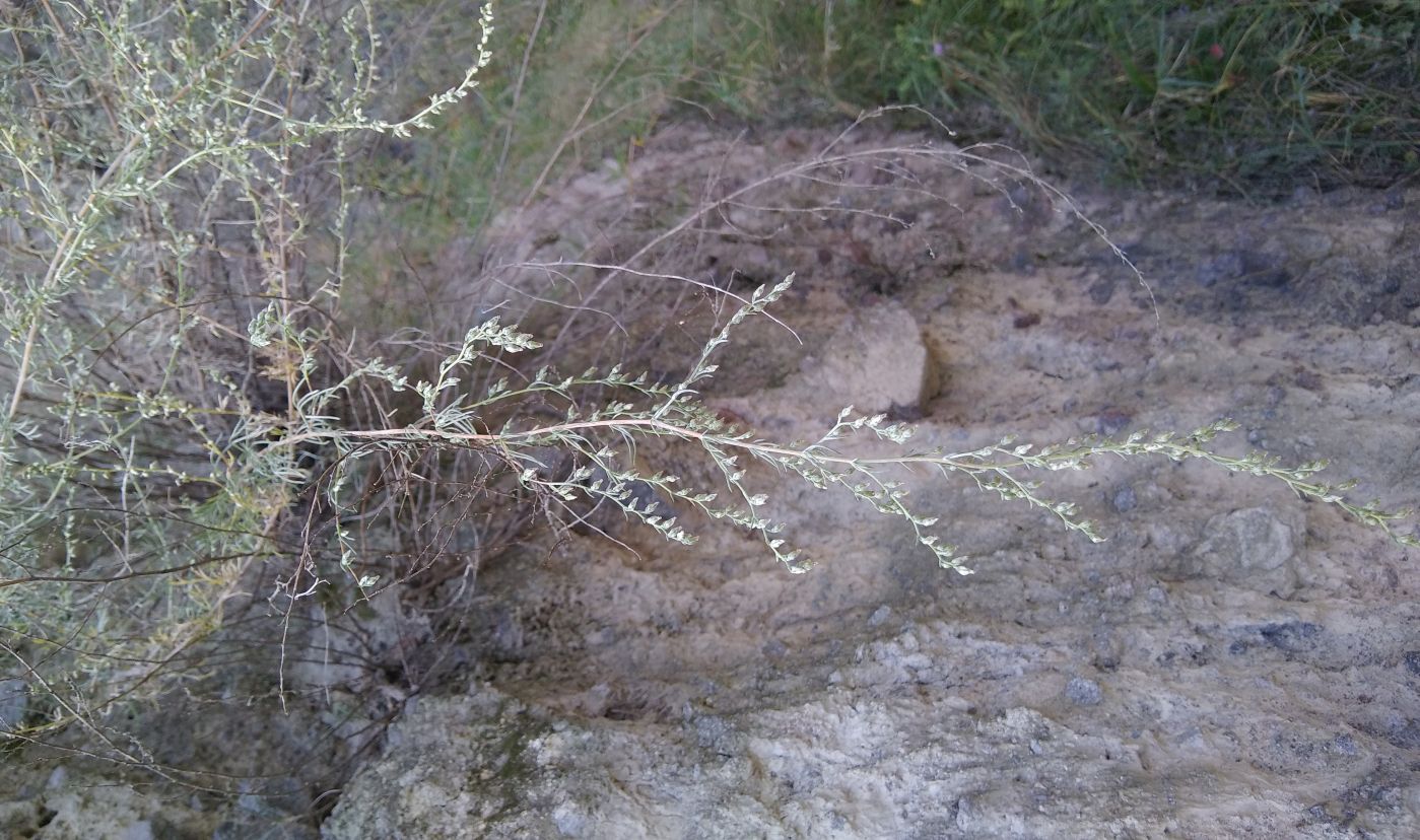 Image of genus Artemisia specimen.