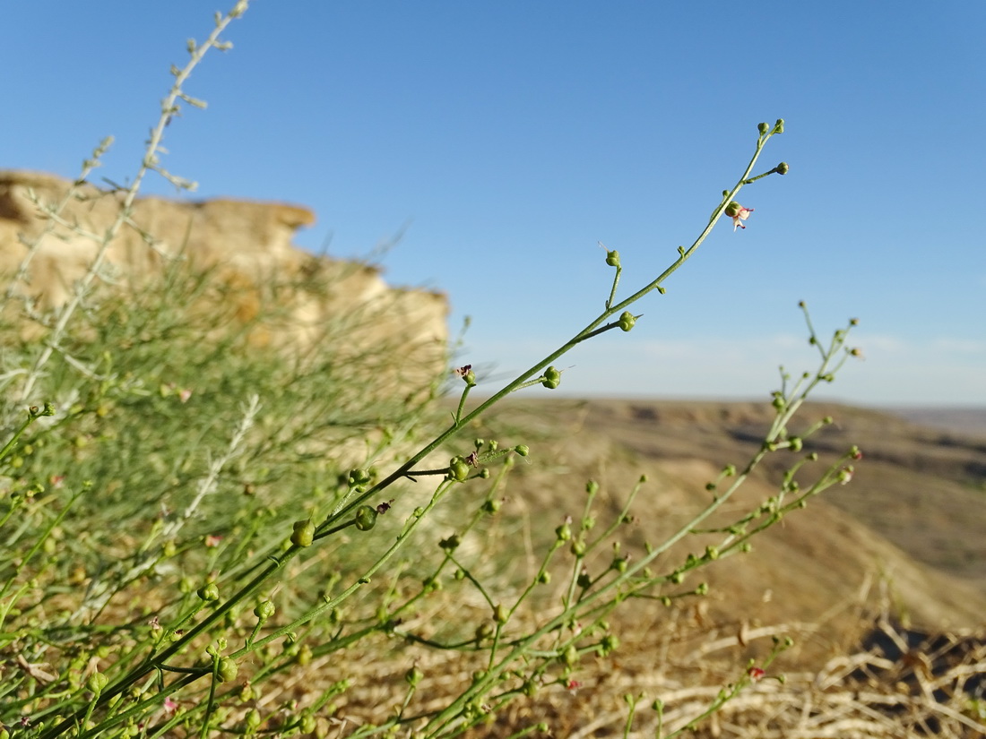 Image of Scrophularia scoparia specimen.