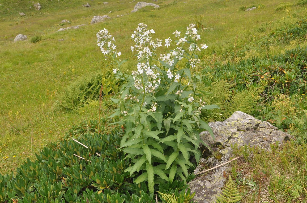 Image of Gadellia lactiflora specimen.