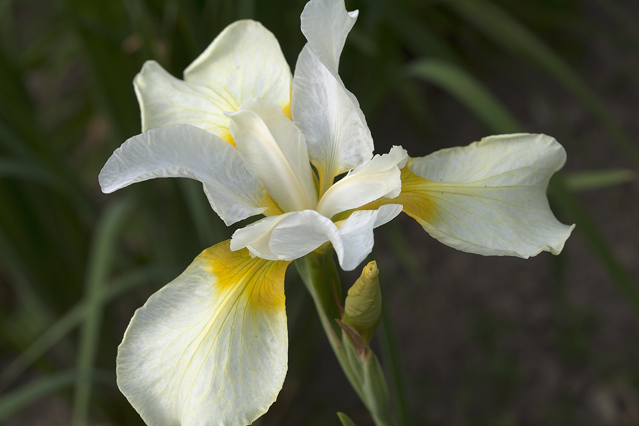 Image of Iris sibirica specimen.