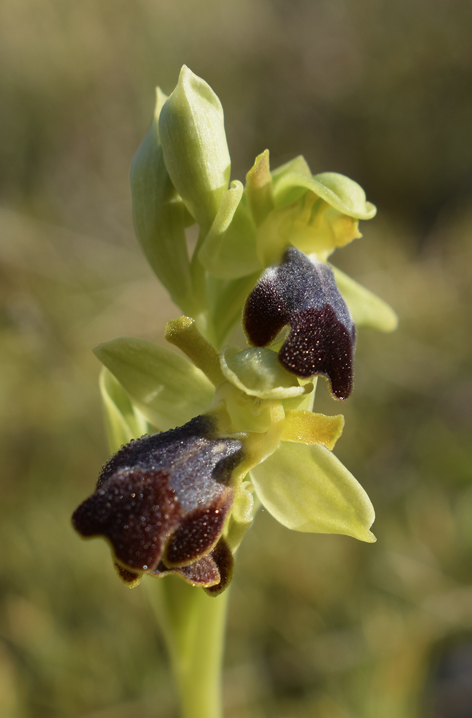 Изображение особи Ophrys fusca.