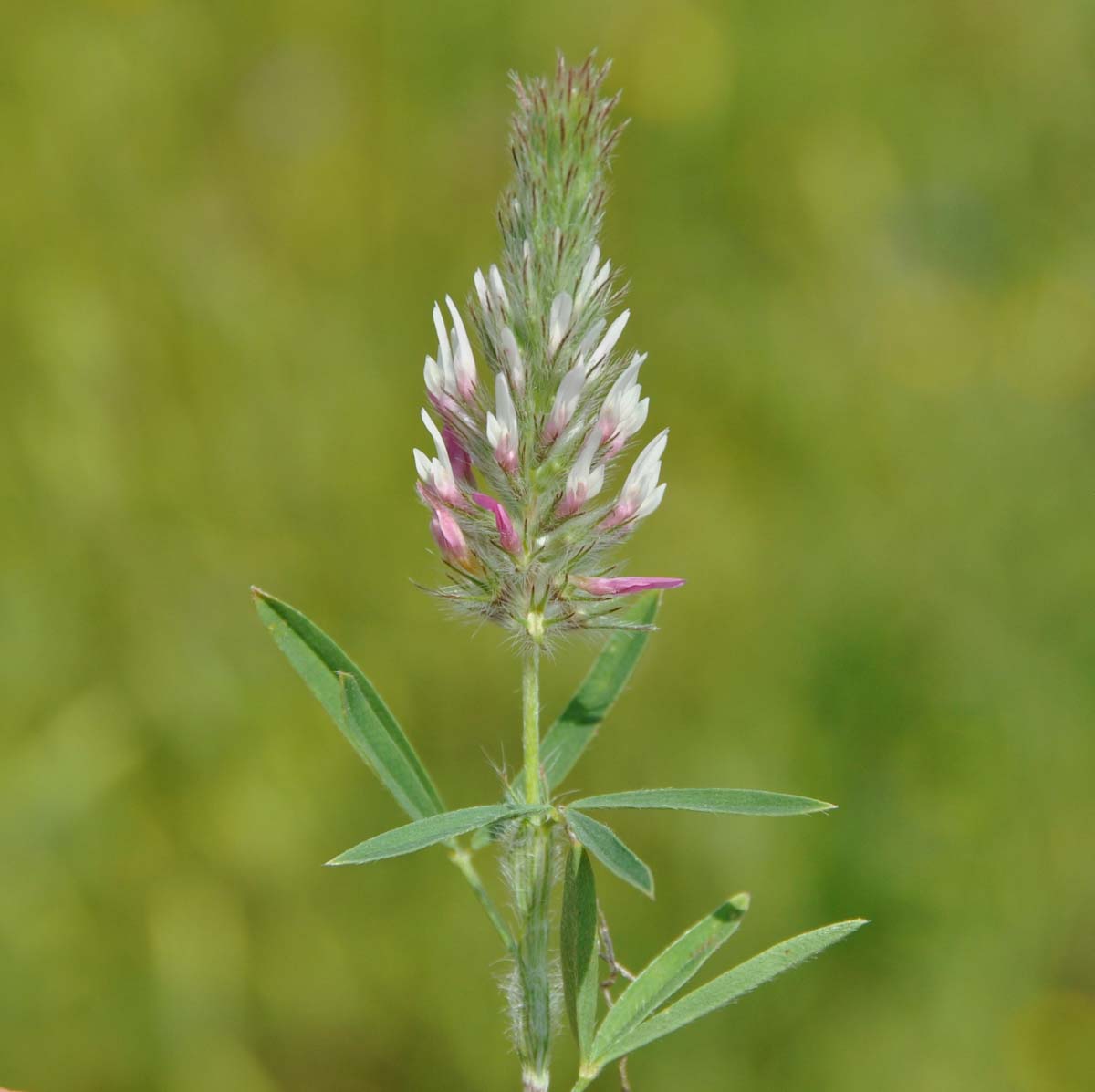 Изображение особи Trifolium angustifolium.