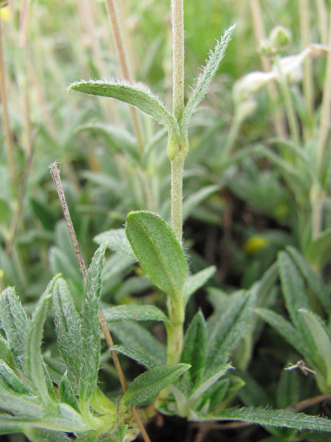 Image of Helianthemum orientale specimen.