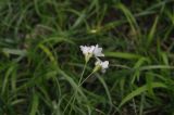 Allium zebdanense