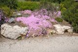 Drosanthemum floribundum