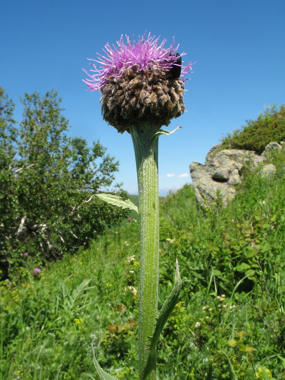 Image of Stemmacantha carthamoides specimen.