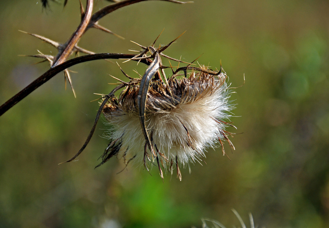 Изображение особи Cirsium vulgare.