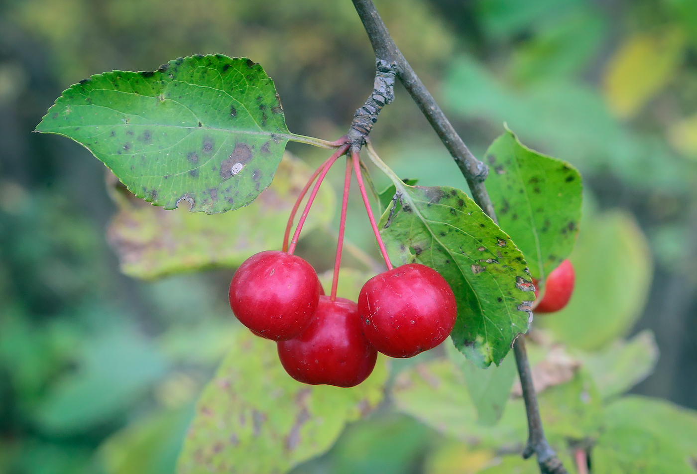 Image of Malus baccata specimen.