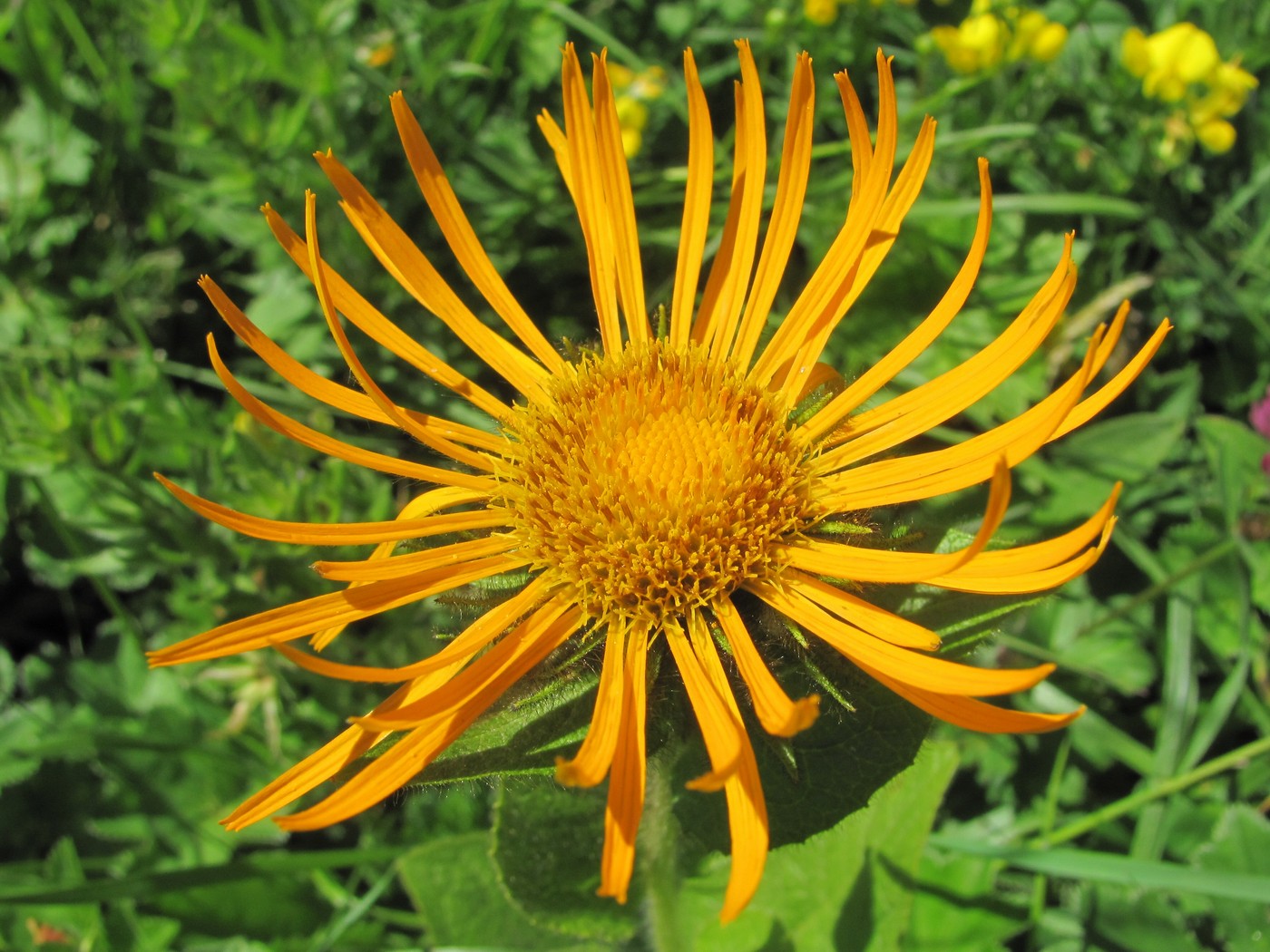 Image of Inula grandiflora specimen.