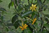 Смотреть изображение Gardenia carinata