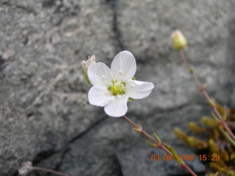 Image of Sagina nodosa specimen.