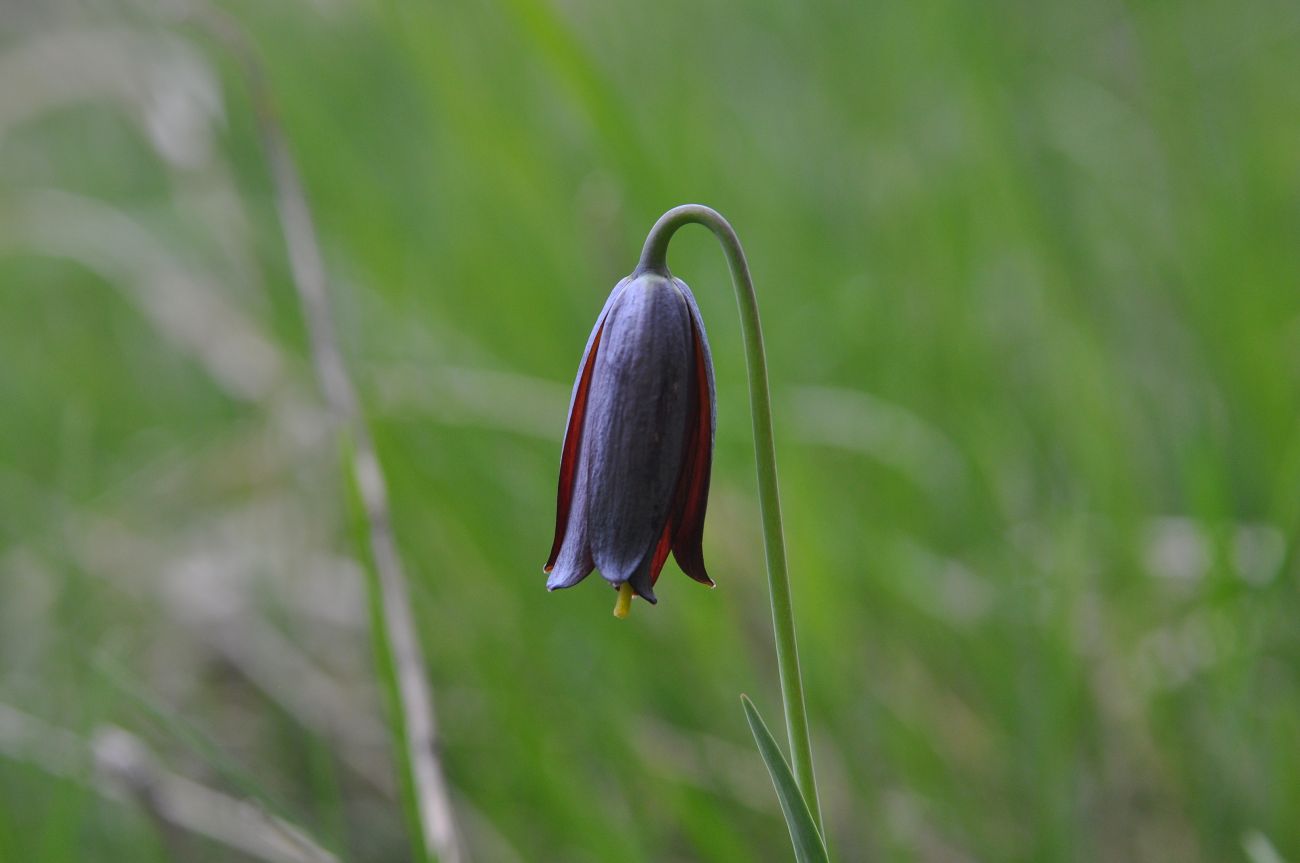 Изображение особи Fritillaria caucasica.