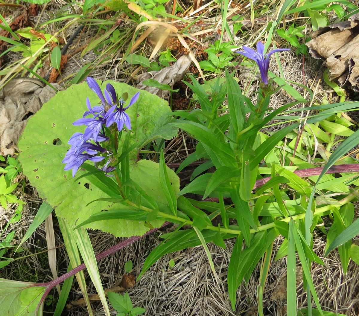 Image of Lobelia sessilifolia specimen.