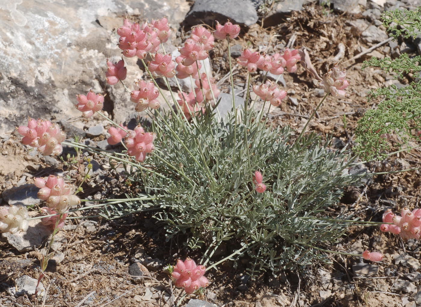 Image of Astragalus pseudonobilis specimen.