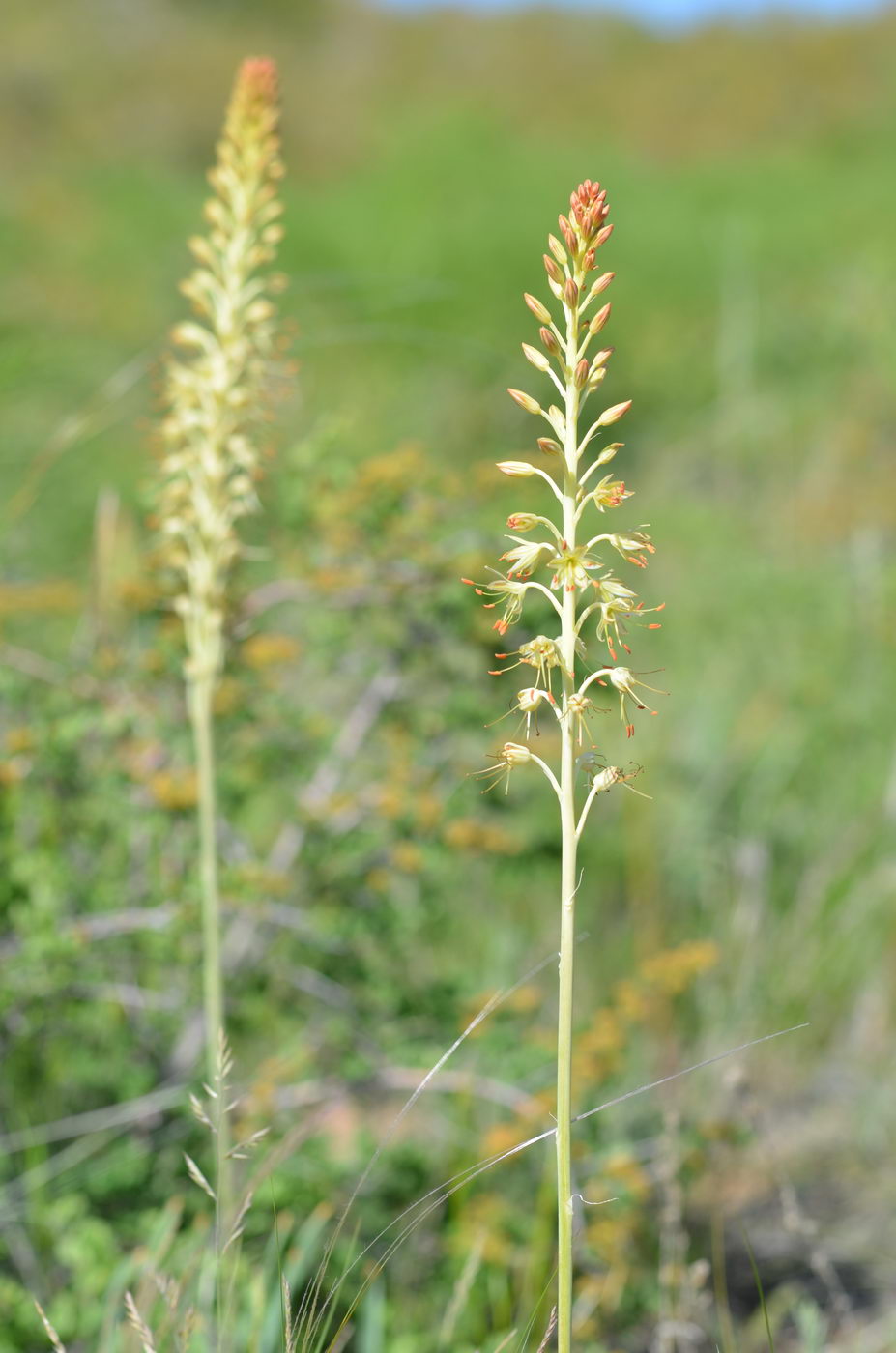 Image of Eremurus altaicus specimen.