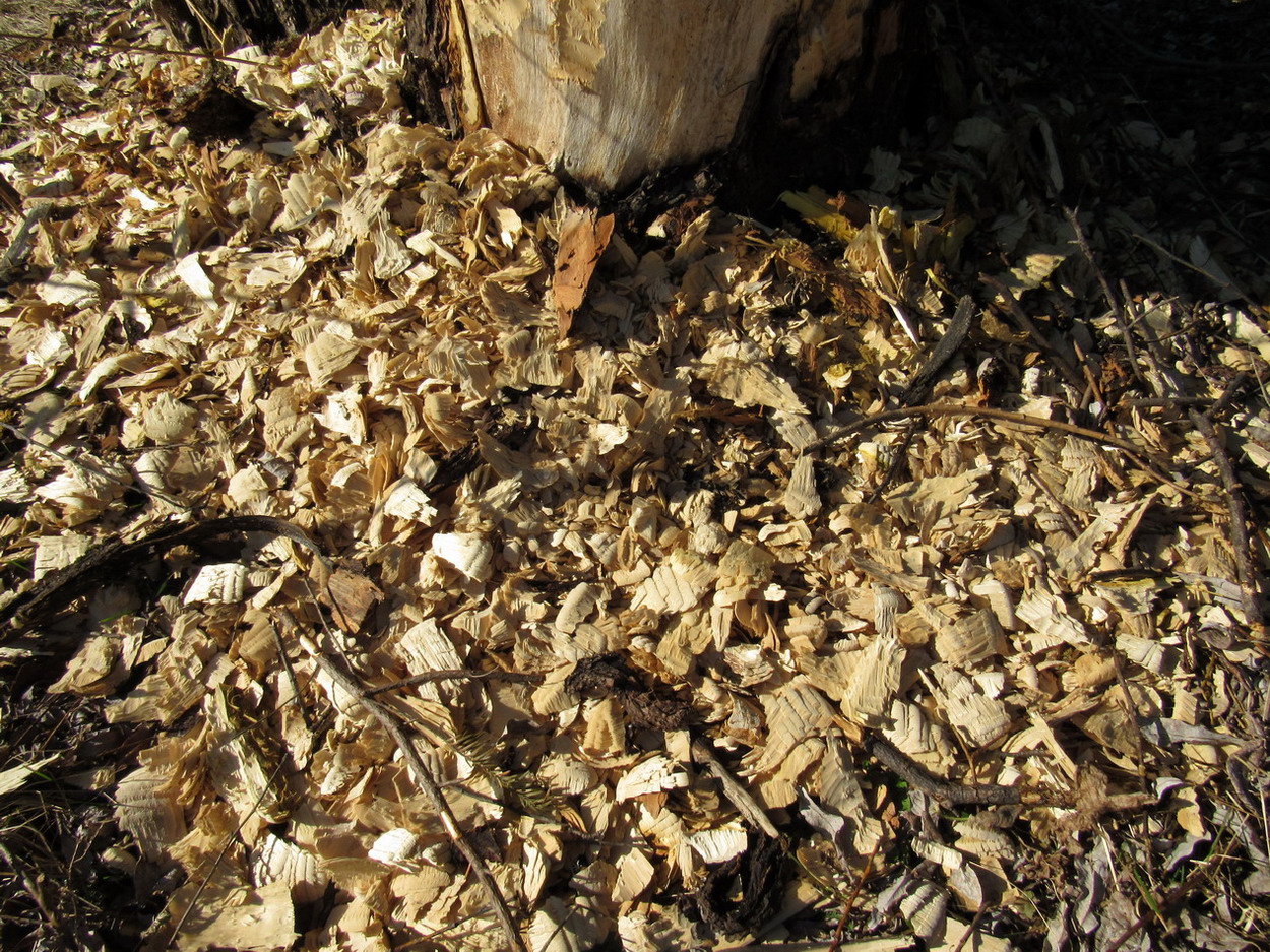 Image of Salix rorida specimen.