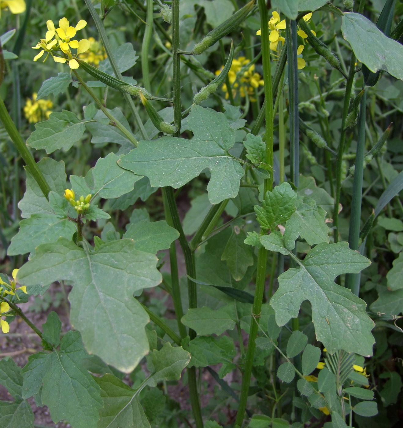 Image of Sinapis alba specimen.