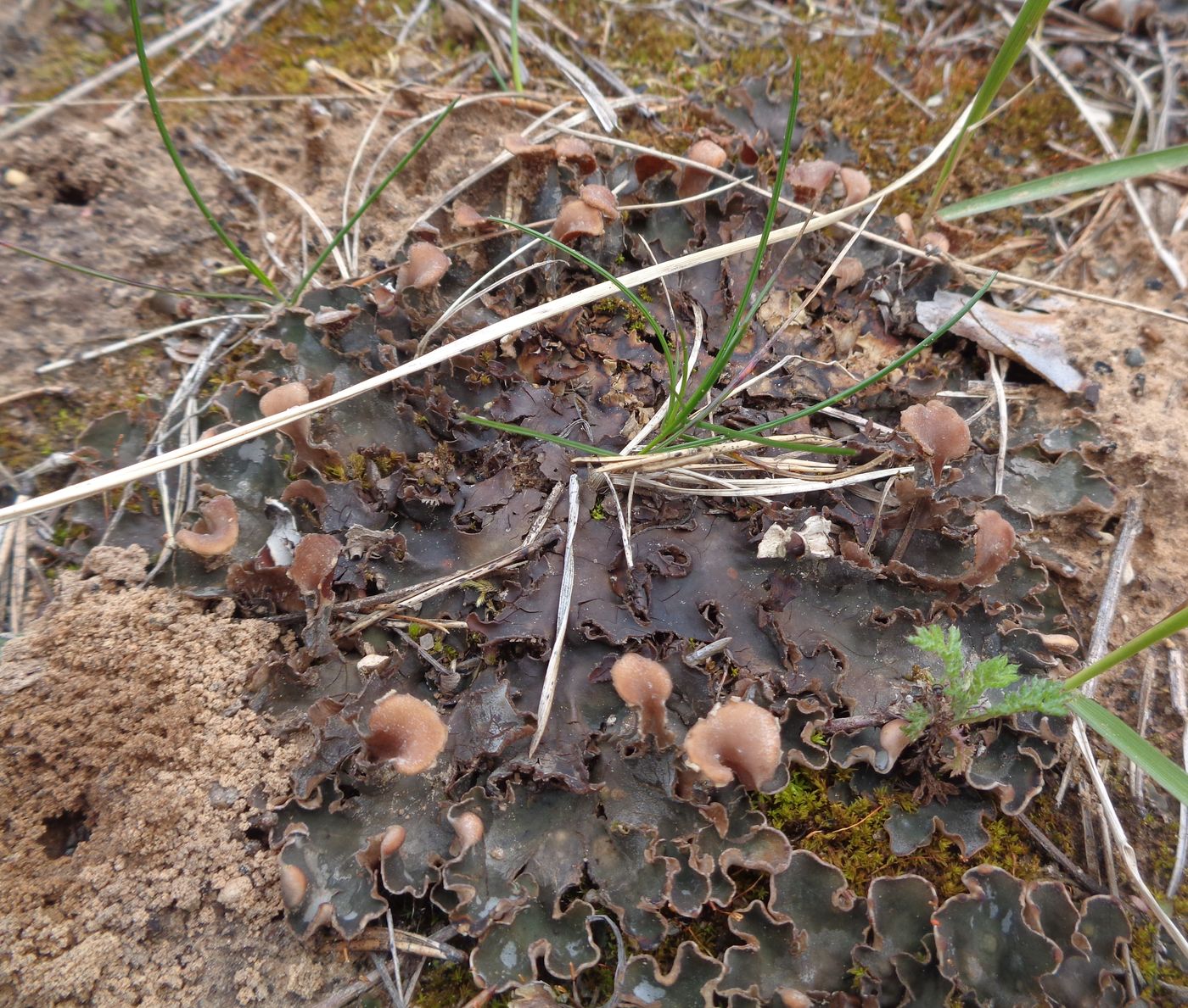 Image of genus Peltigera specimen.