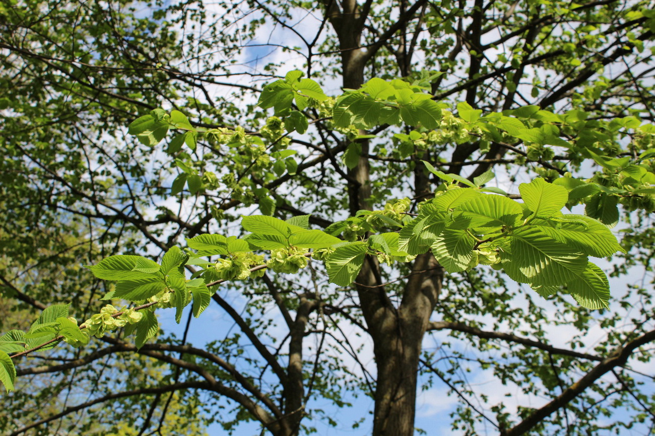 Image of Ulmus glabra specimen.