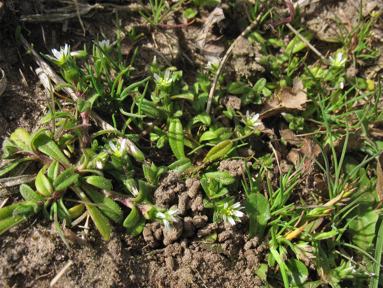 Image of Cerastium semidecandrum specimen.