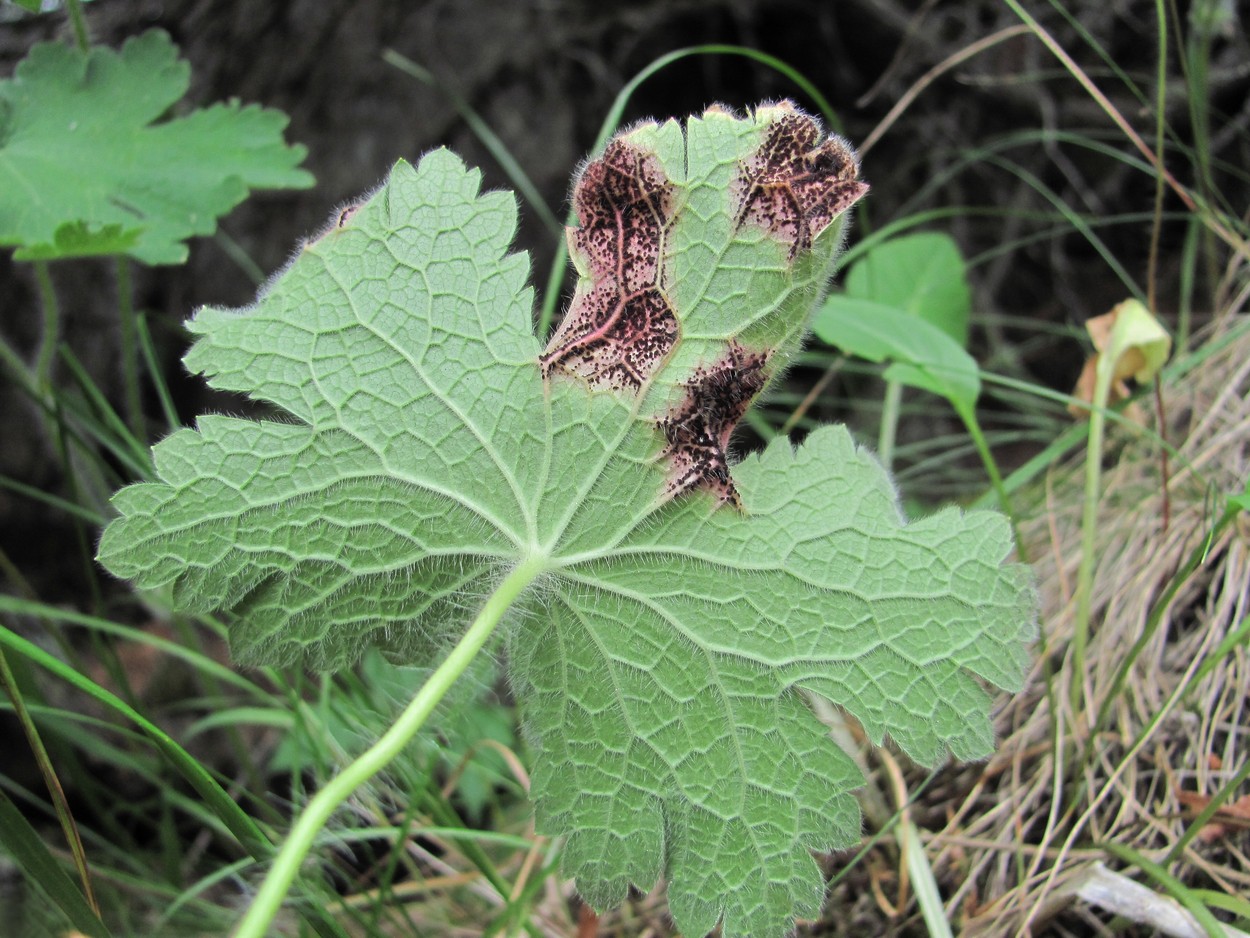 Image of Geranium platypetalum specimen.