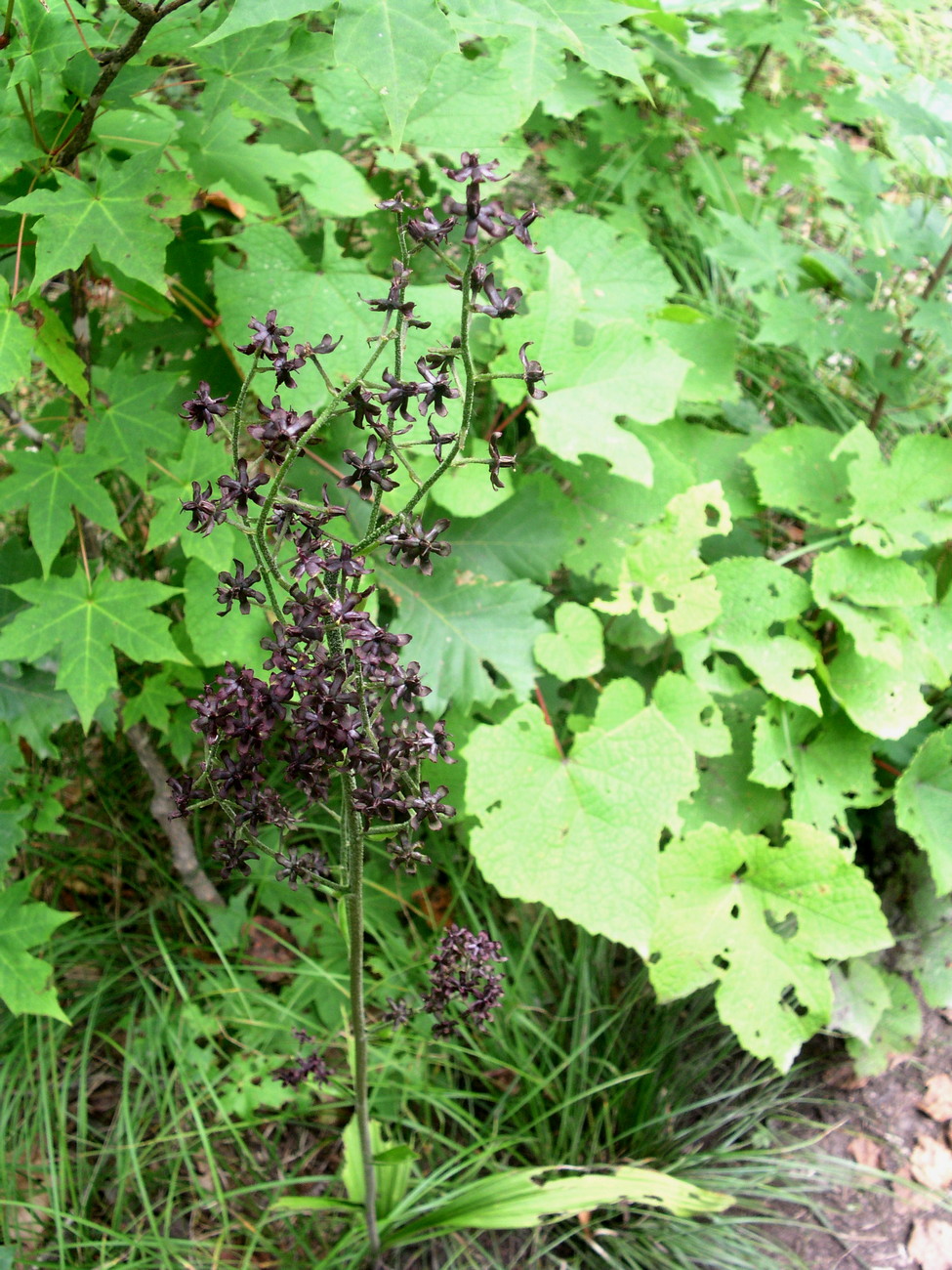 Изображение особи Veratrum maackii.