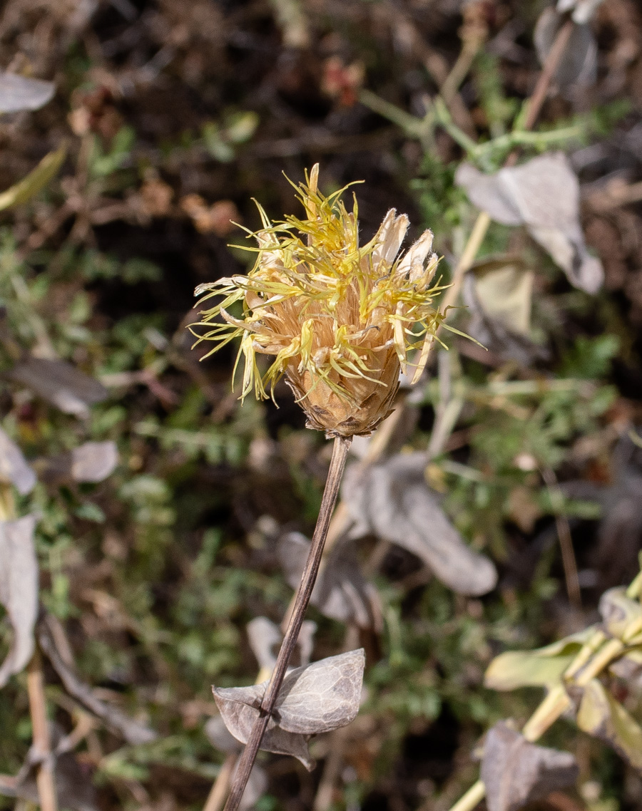 Image of Klasea cerinthifolia specimen.