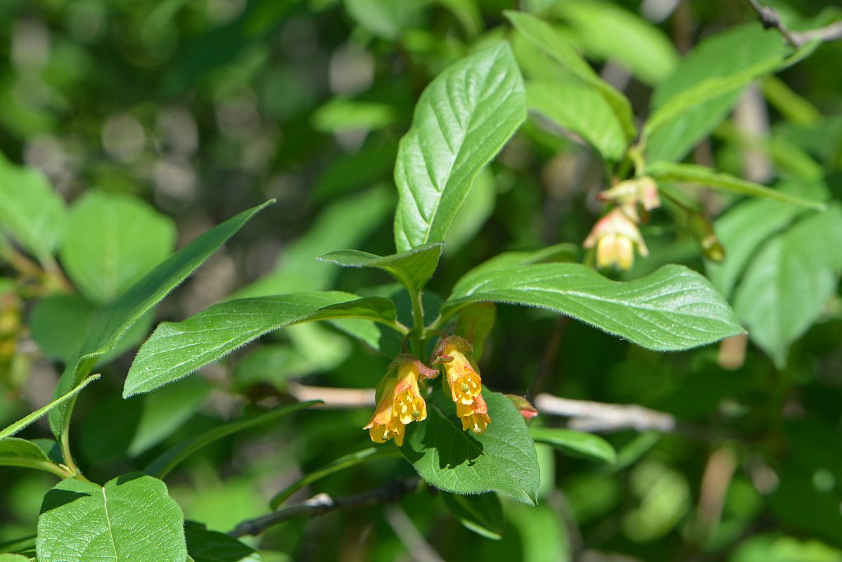 Image of Lonicera involucrata specimen.