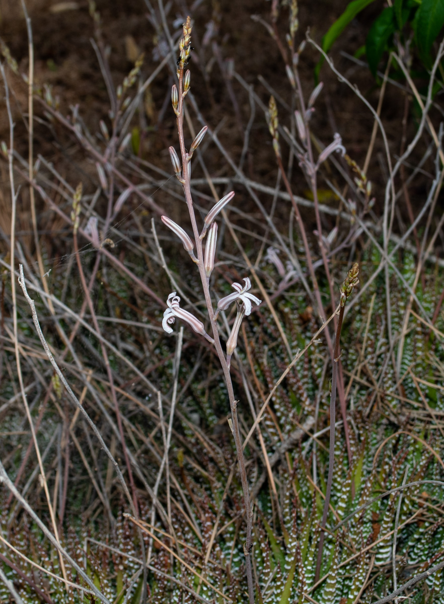 Image of Haworthiopsis attenuata specimen.