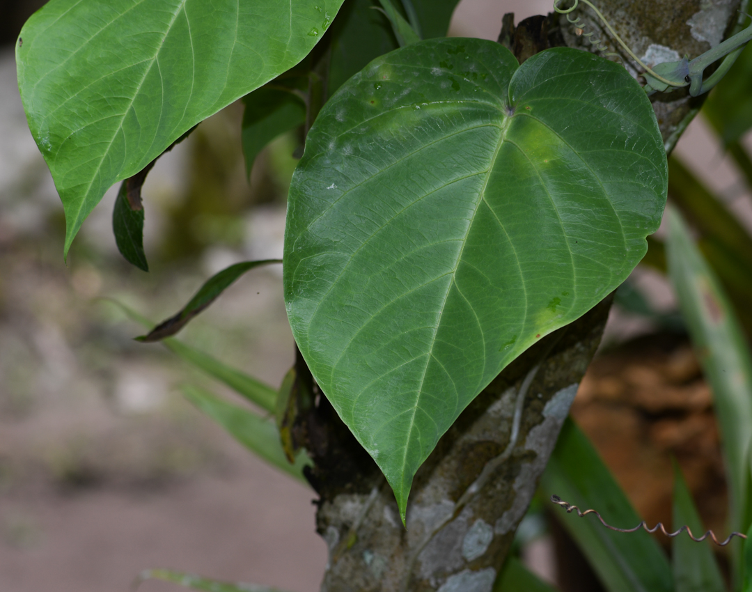 Image of Passiflora ligularis specimen.