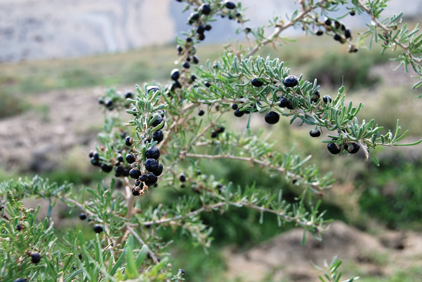 Image of Lycium ruthenicum specimen.