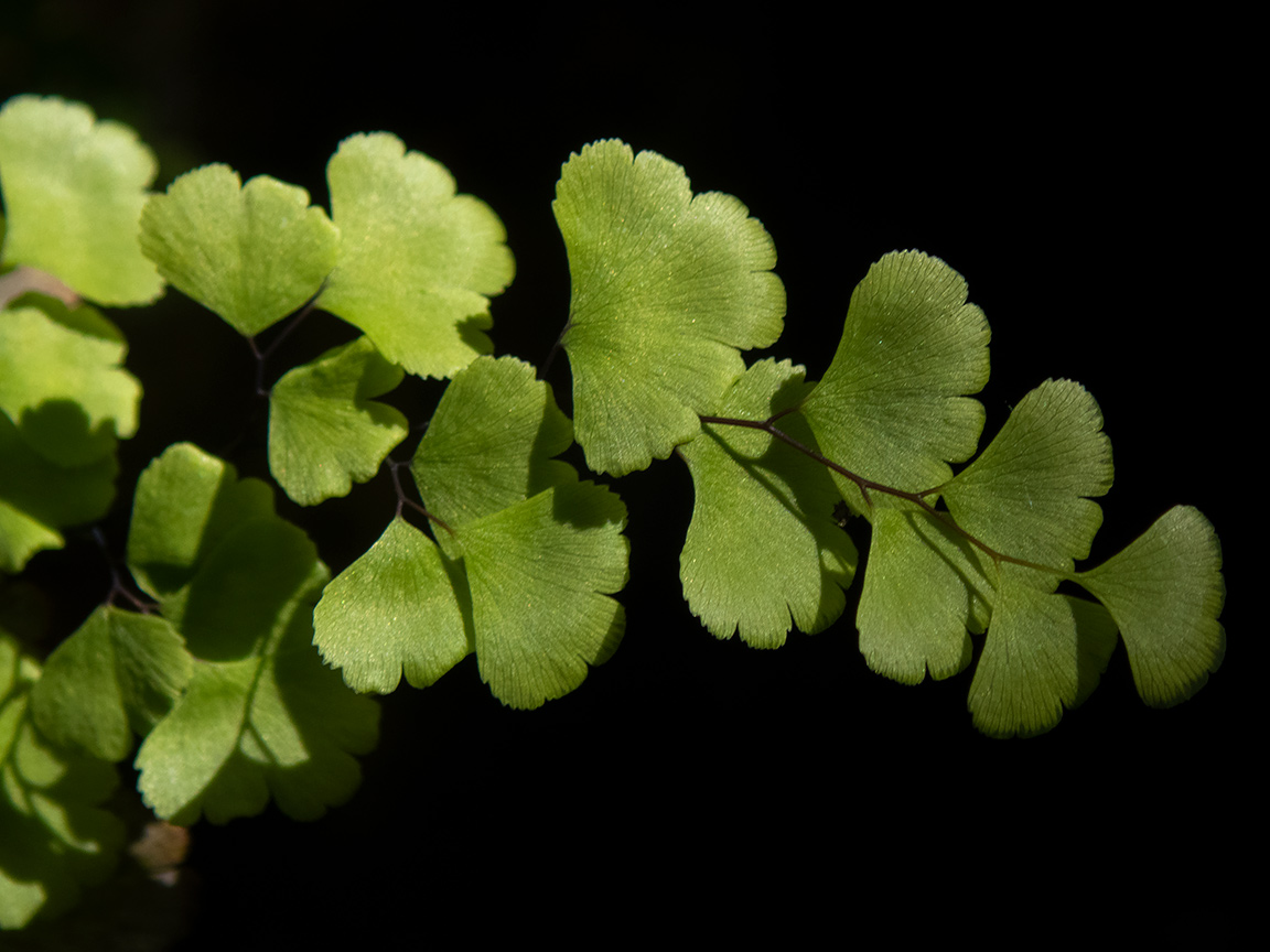 Image of Adiantum capillus-veneris specimen.