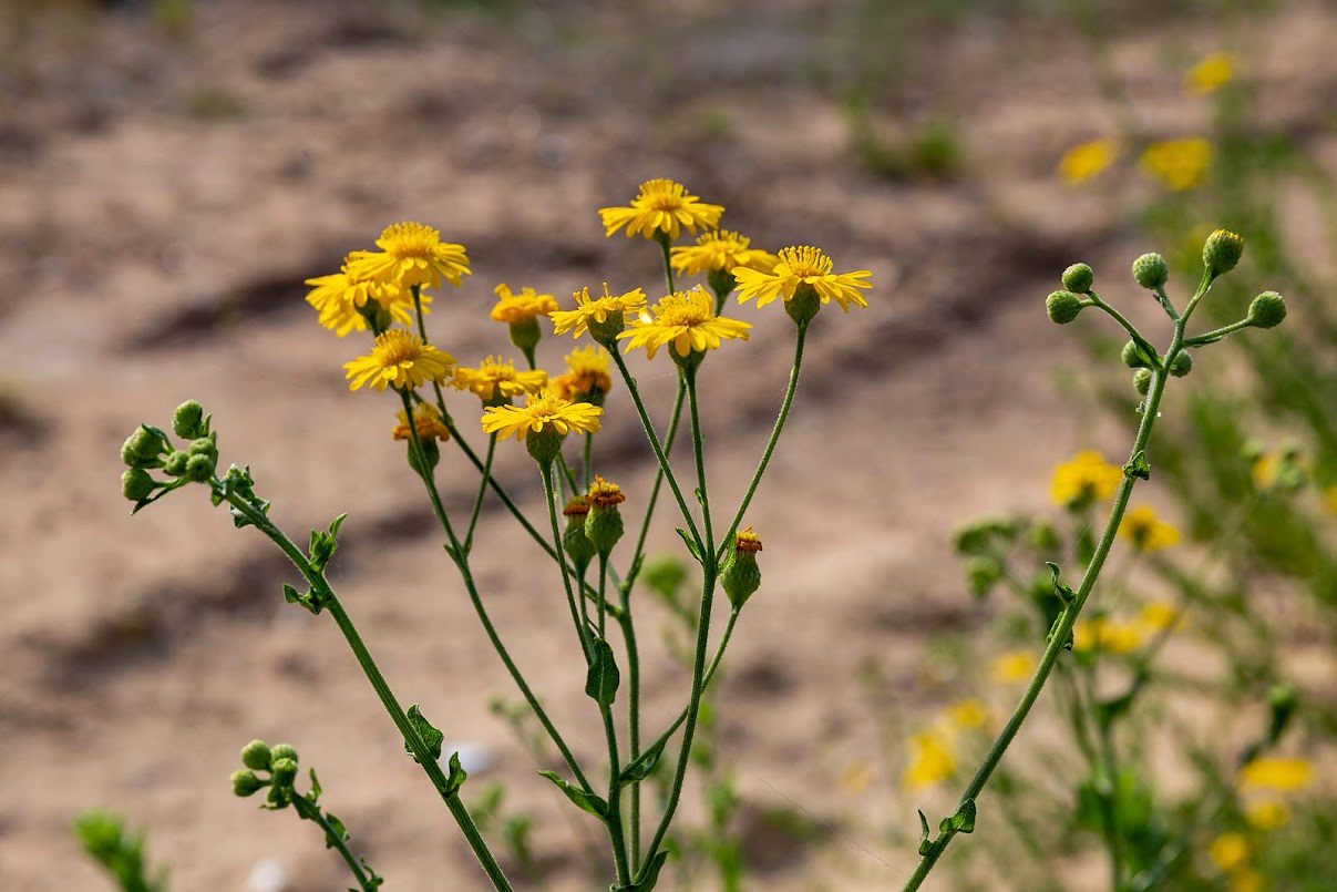 Image of Heterotheca subaxillaris specimen.