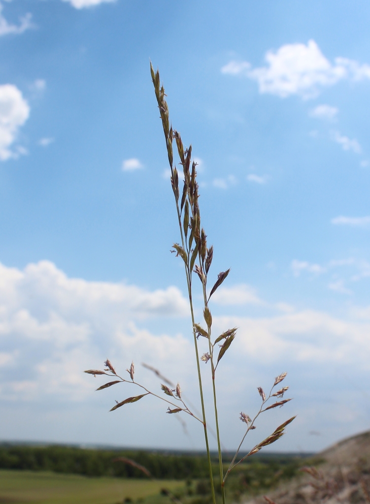 Image of Festuca cretacea specimen.