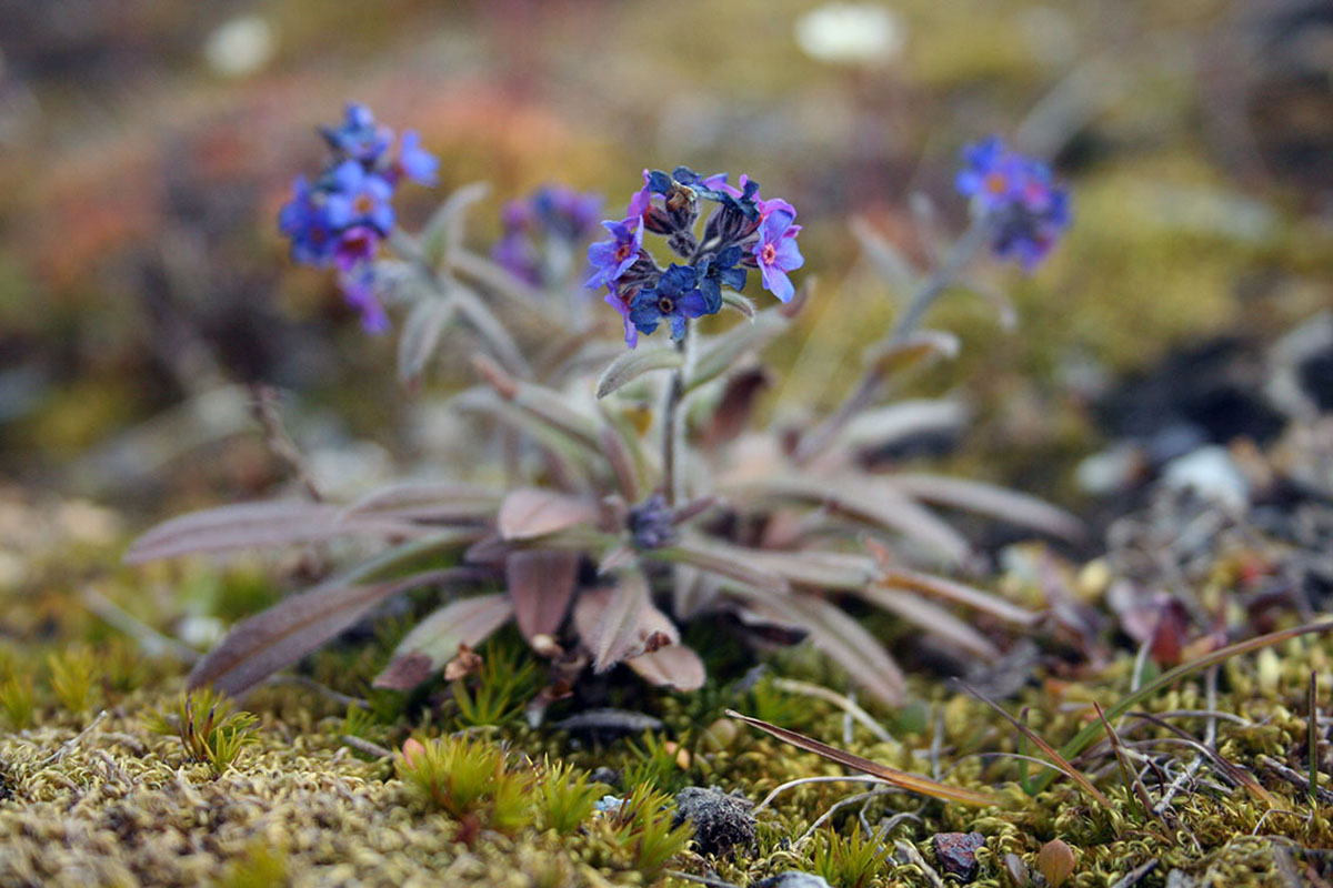 Изображение особи род Myosotis.