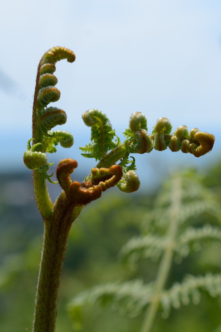 Изображение особи Pteridium tauricum.