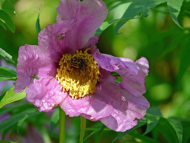 Image of Paeonia anomala specimen.