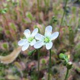Смотреть изображение Drosera anglica