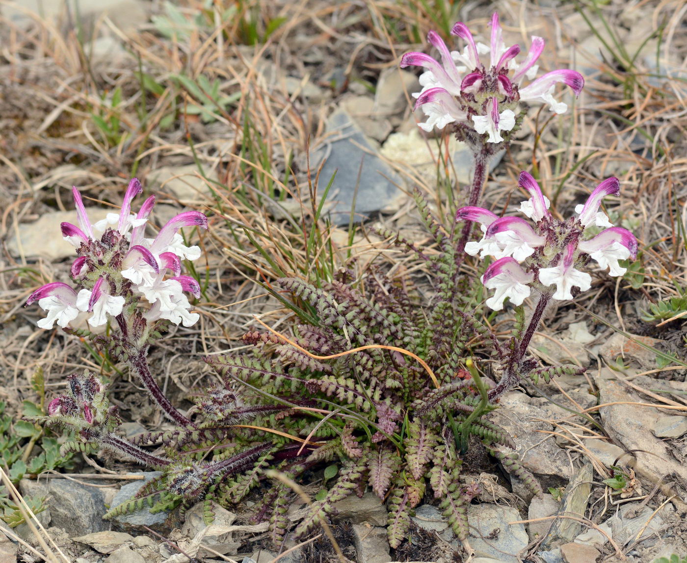 Изображение особи Pedicularis cheilanthifolia.